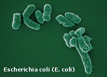 water_ecoli.jpg